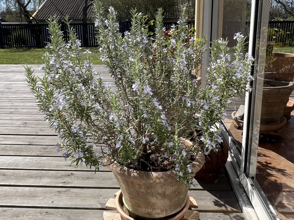 En rosmarin översållade med ljuslila blommor.