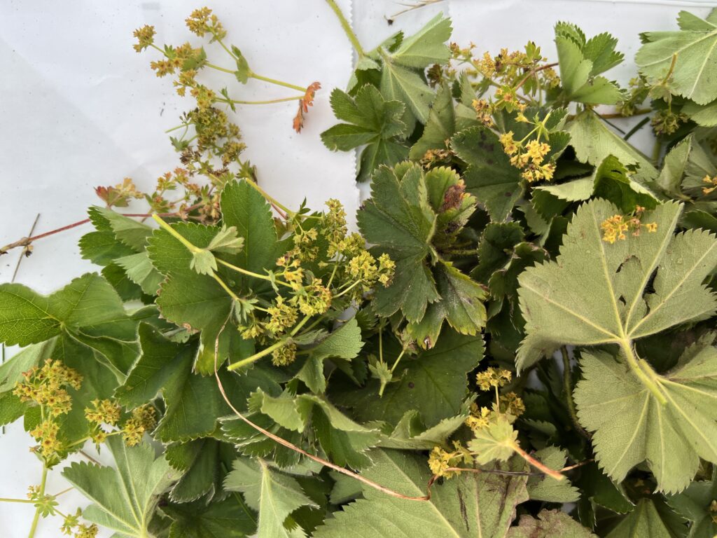 Daggkåpa, blommor och blad ligger på tork.