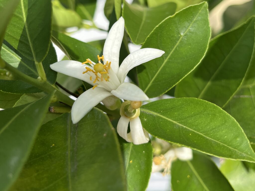 Citronblommor som har en gul blomknopp och tunna avlånga vita kronblad.