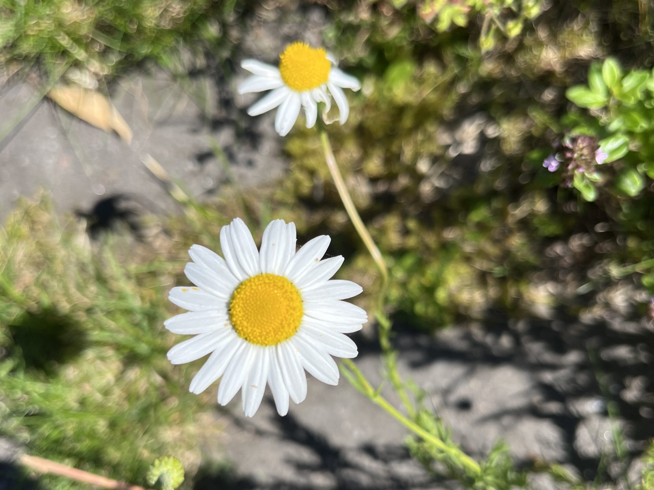 Äkta och romersk kamomill i örtagården!